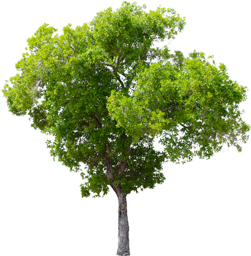 tree