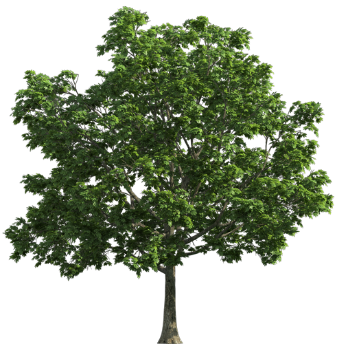 tree